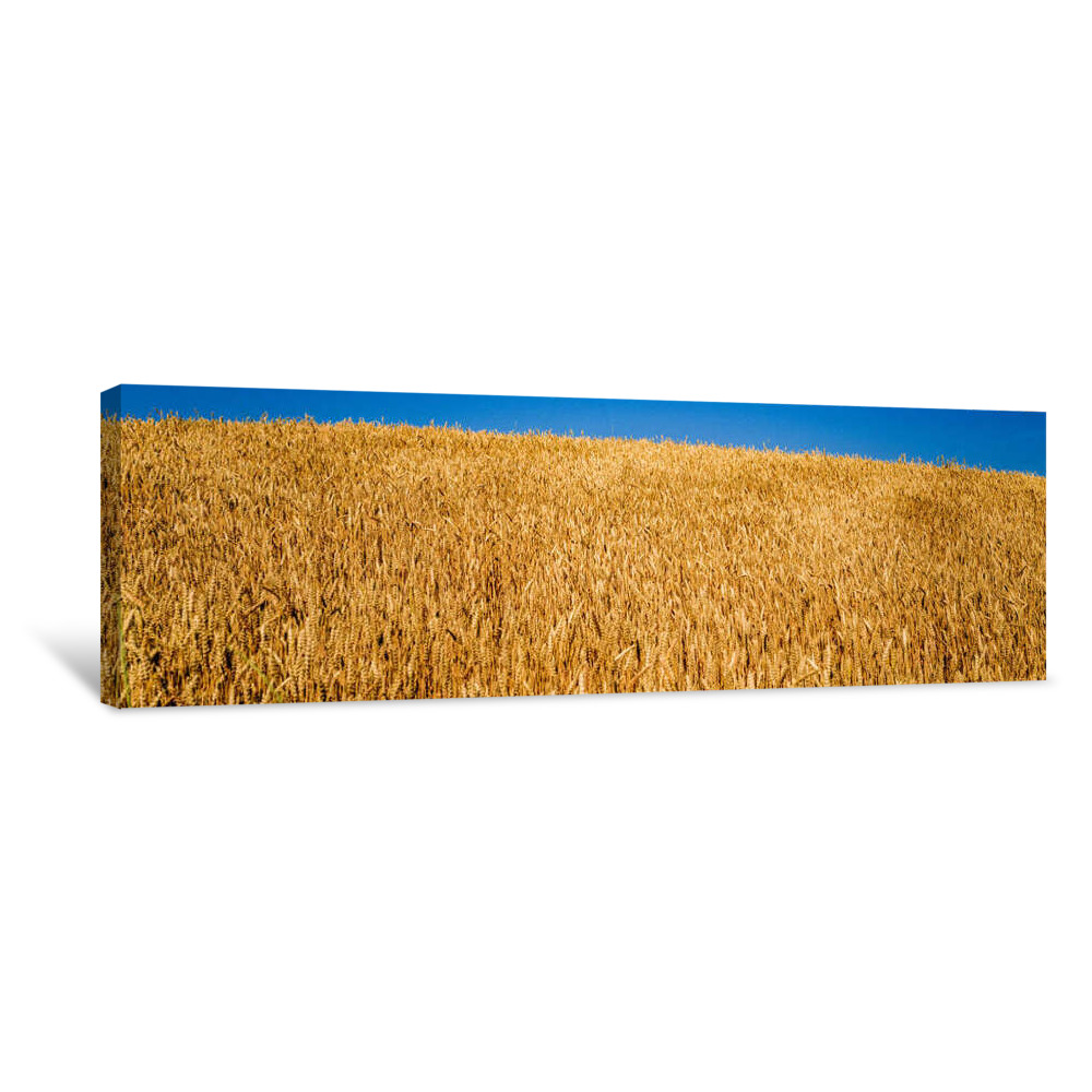 Wheat Crop In A Field, Sheboygan, Wisconsin, USA Canvas Wrap
