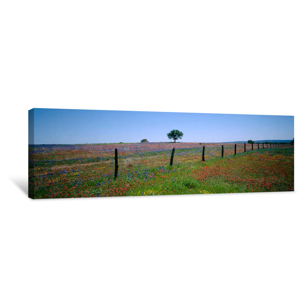 Wildflowers In A Field, Texas, USA Canvas Wrap
