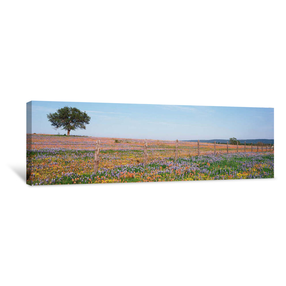 Texas Bluebonnets And Indian Paintbrushes In A Field, Texas Hill Country, Texas, USA Canvas Wrap