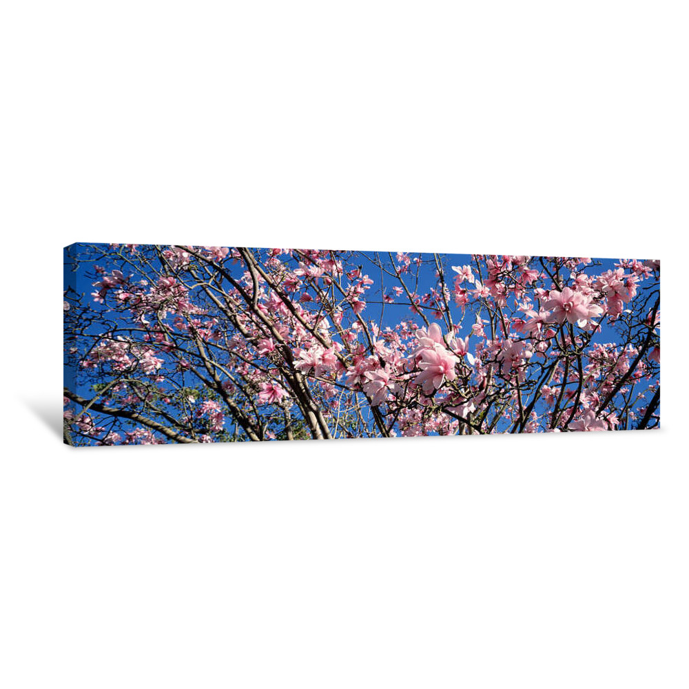 Magnolias, Golden Gate Park, San Francisco, California, USA Canvas Wrap