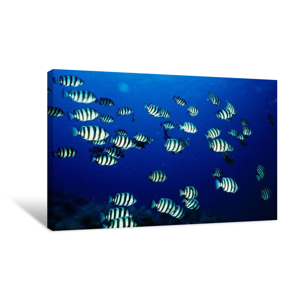 School Of Fish Underwater, Sado, Niigata Prefecture, Japan Canvas Wrap