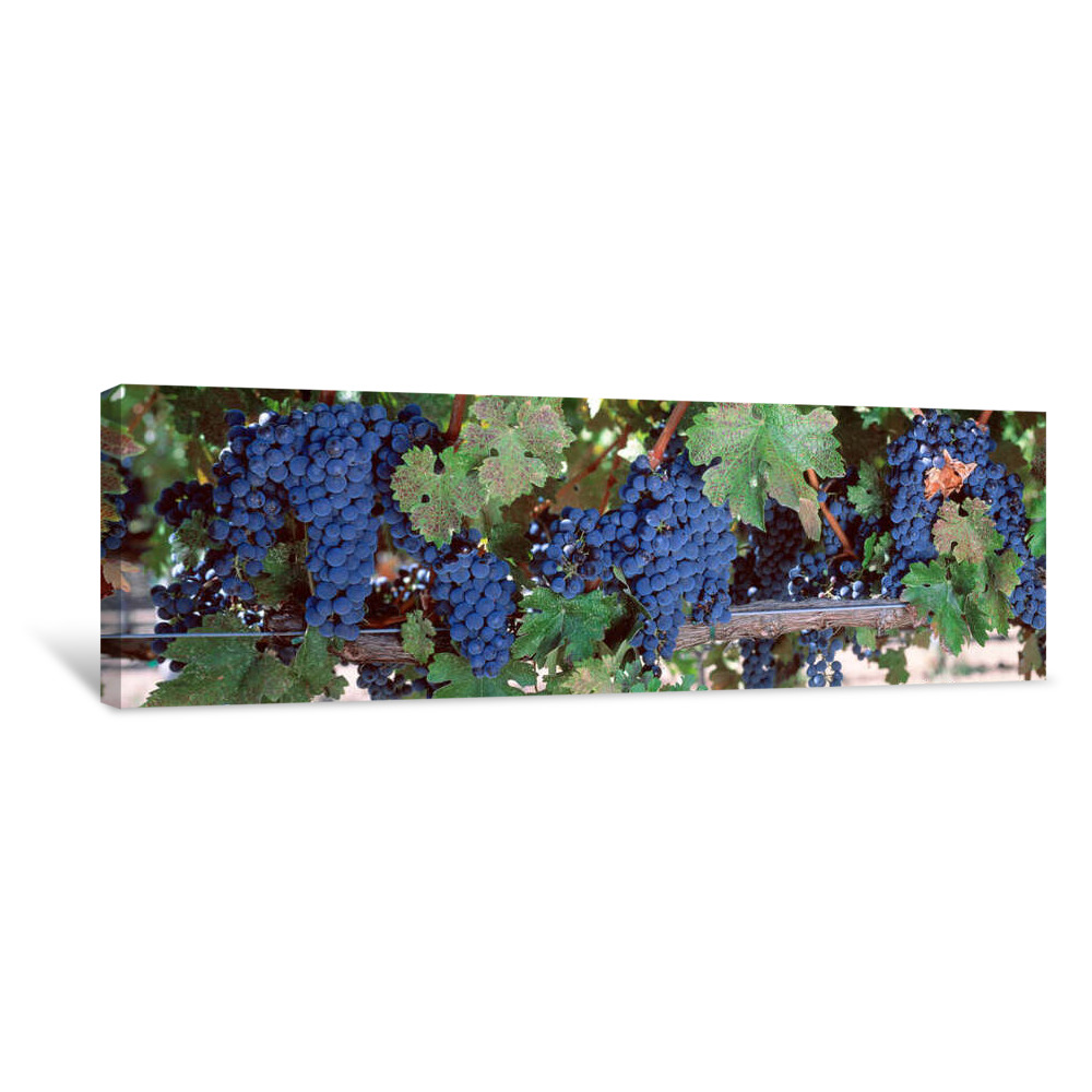 USA, California, Napa Valley, Grapes Canvas Wrap