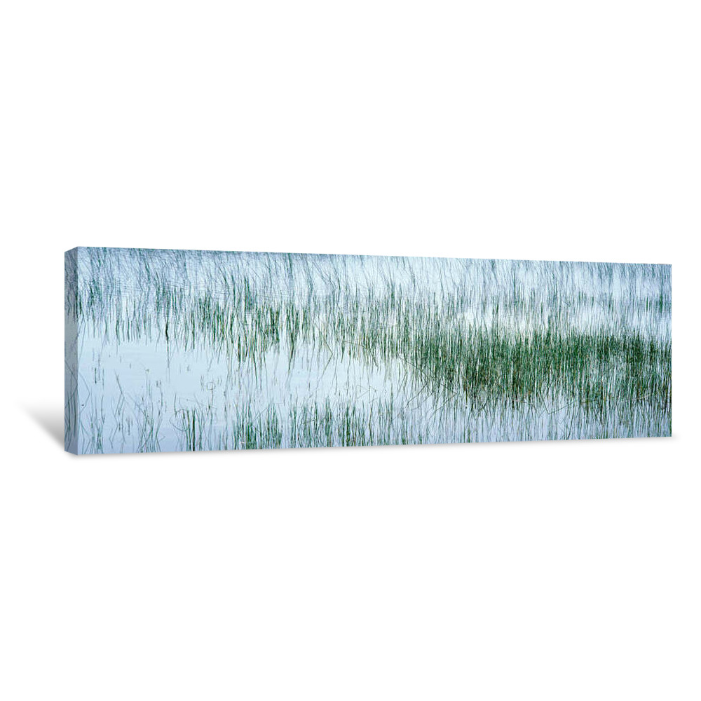 Reed Filled Pond, Isle Of Mull, Scotland, United Kingdom Canvas Wrap