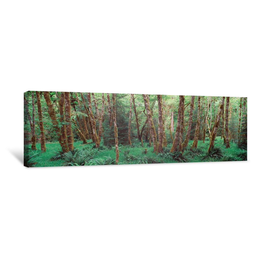Trees In A Forest, Hoh Rain Forest, Olympic National Park, Washington State, USA Canvas Wrap