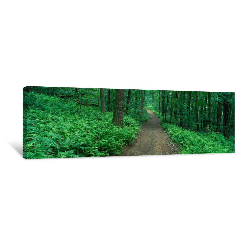 Path In Woods Delaware County NY USA Canvas Wrap