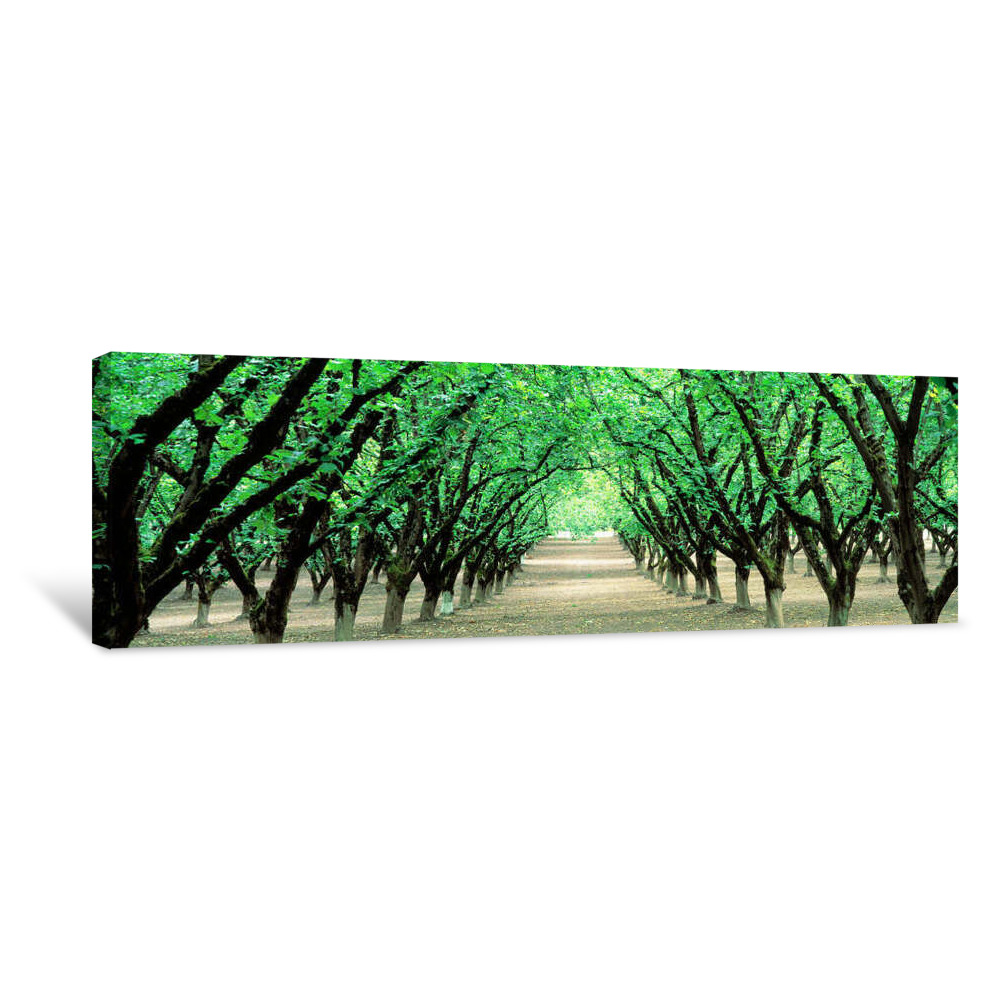 Hazel Nut Orchard, Dayton, Oregon, USA Canvas Wrap