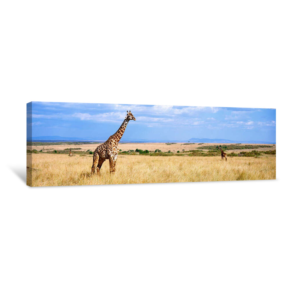 Giraffe, Maasai Mara, Kenya Canvas Wrap