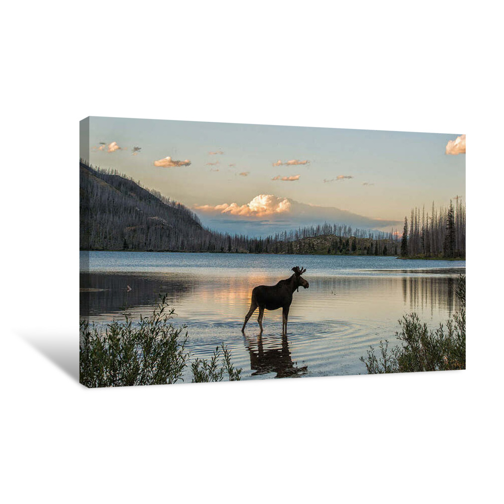 Moose in the Mountains Canvas Wrap