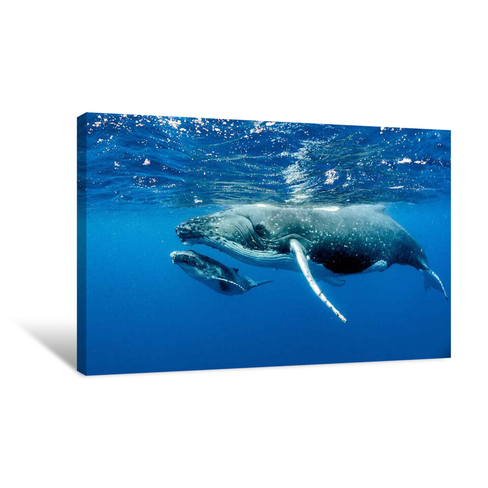 Mama and Baby Whale Canvas Wrap