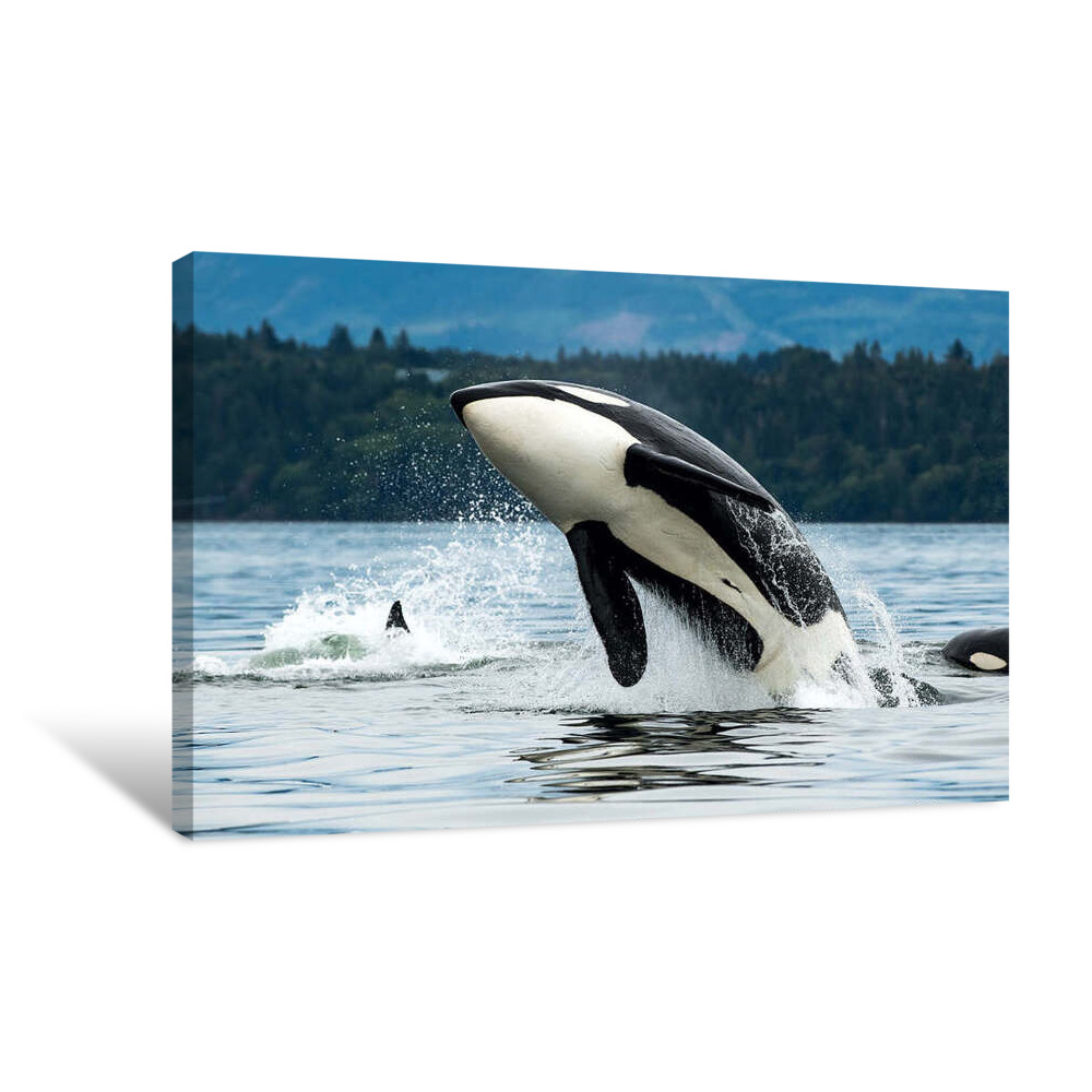 Show off Canvas Wrap