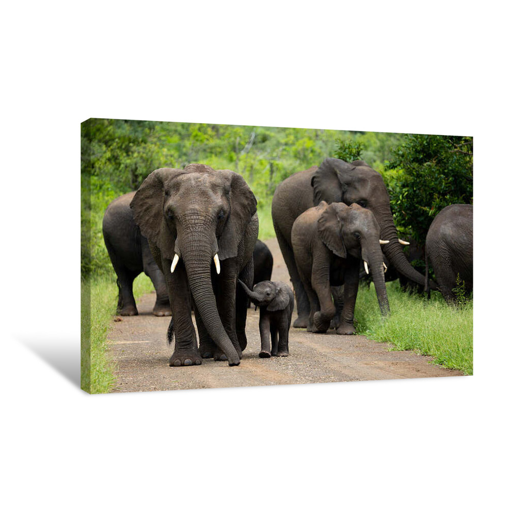 Lets go for a walk Canvas Wrap