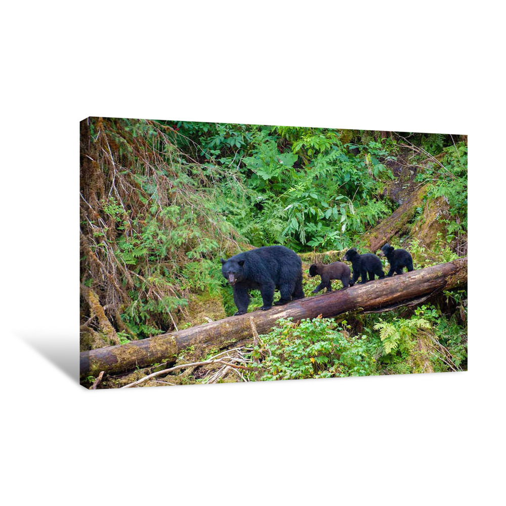 The Bear Necessities Canvas Wrap