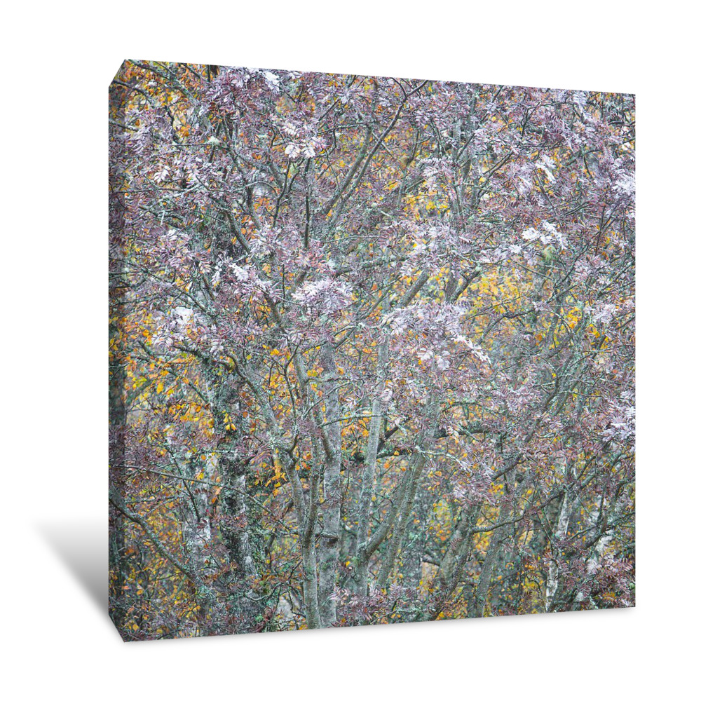 Rowan Tapestry Canvas Wrap