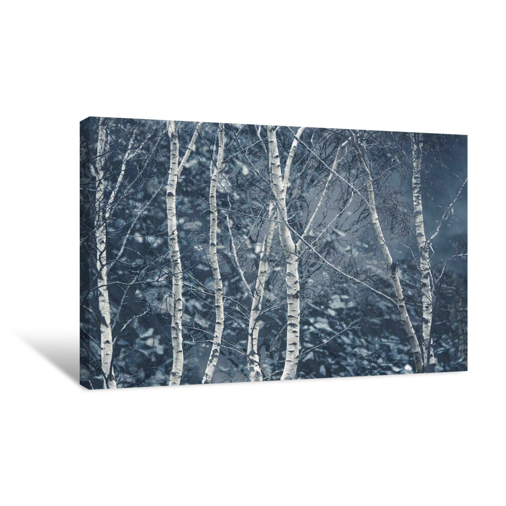 Winter Birches Canvas Wrap