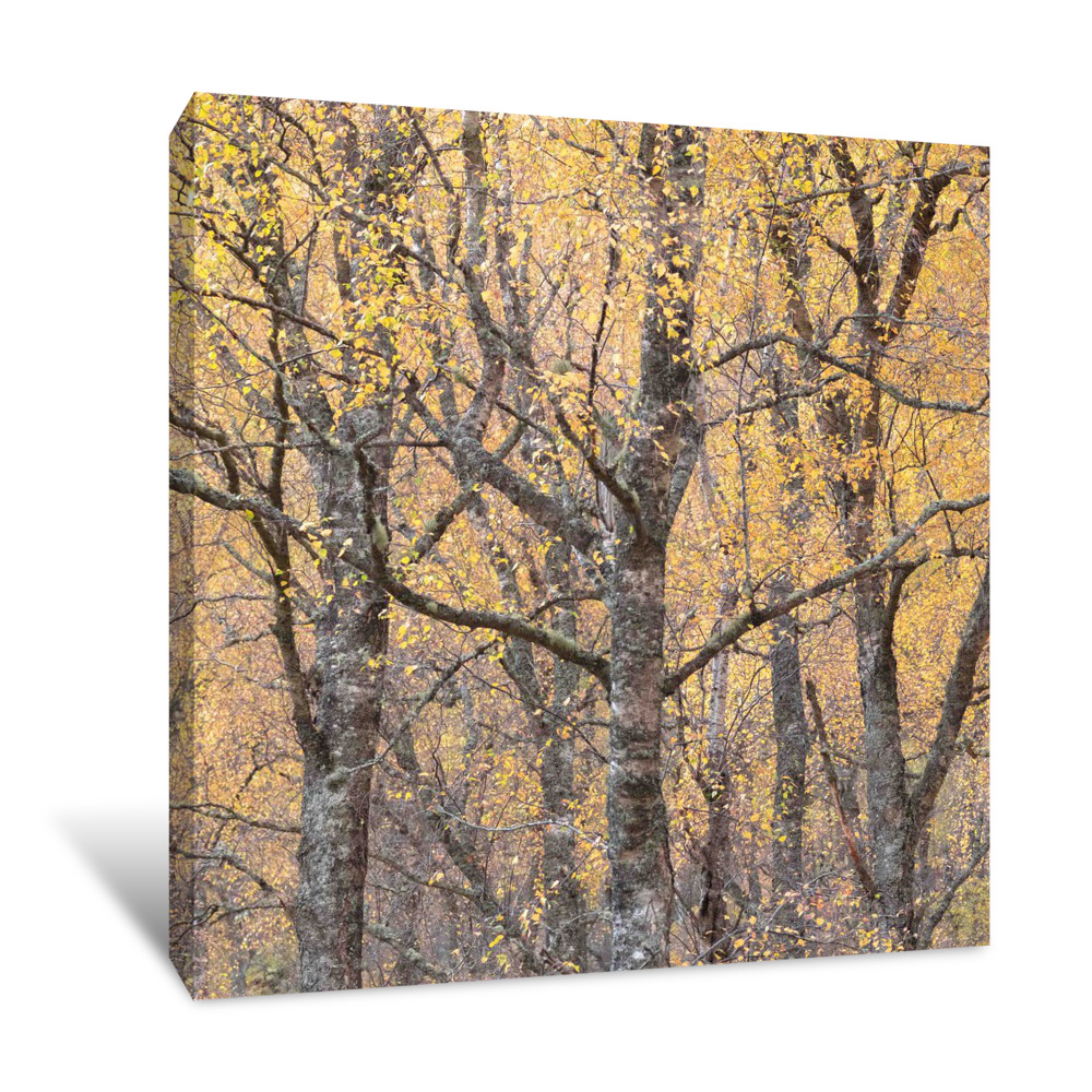 Reaching Out Canvas Wrap