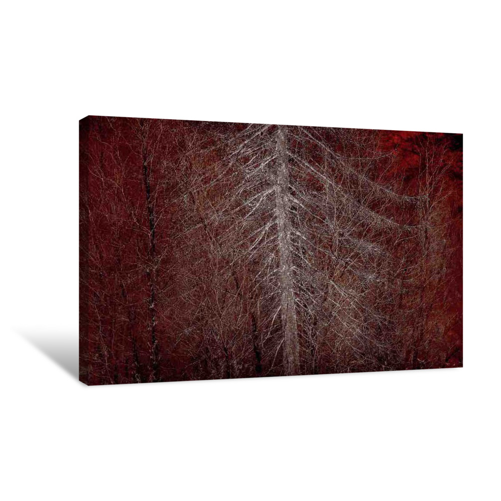 Silver Sentinel Canvas Wrap