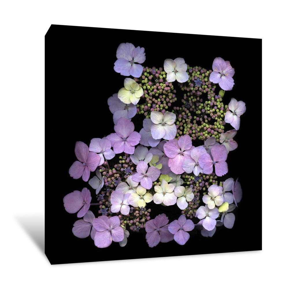 Hydrangea Canvas Wrap