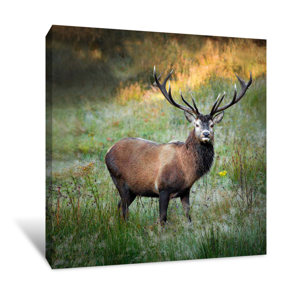 The 12 Pointer Canvas Wrap