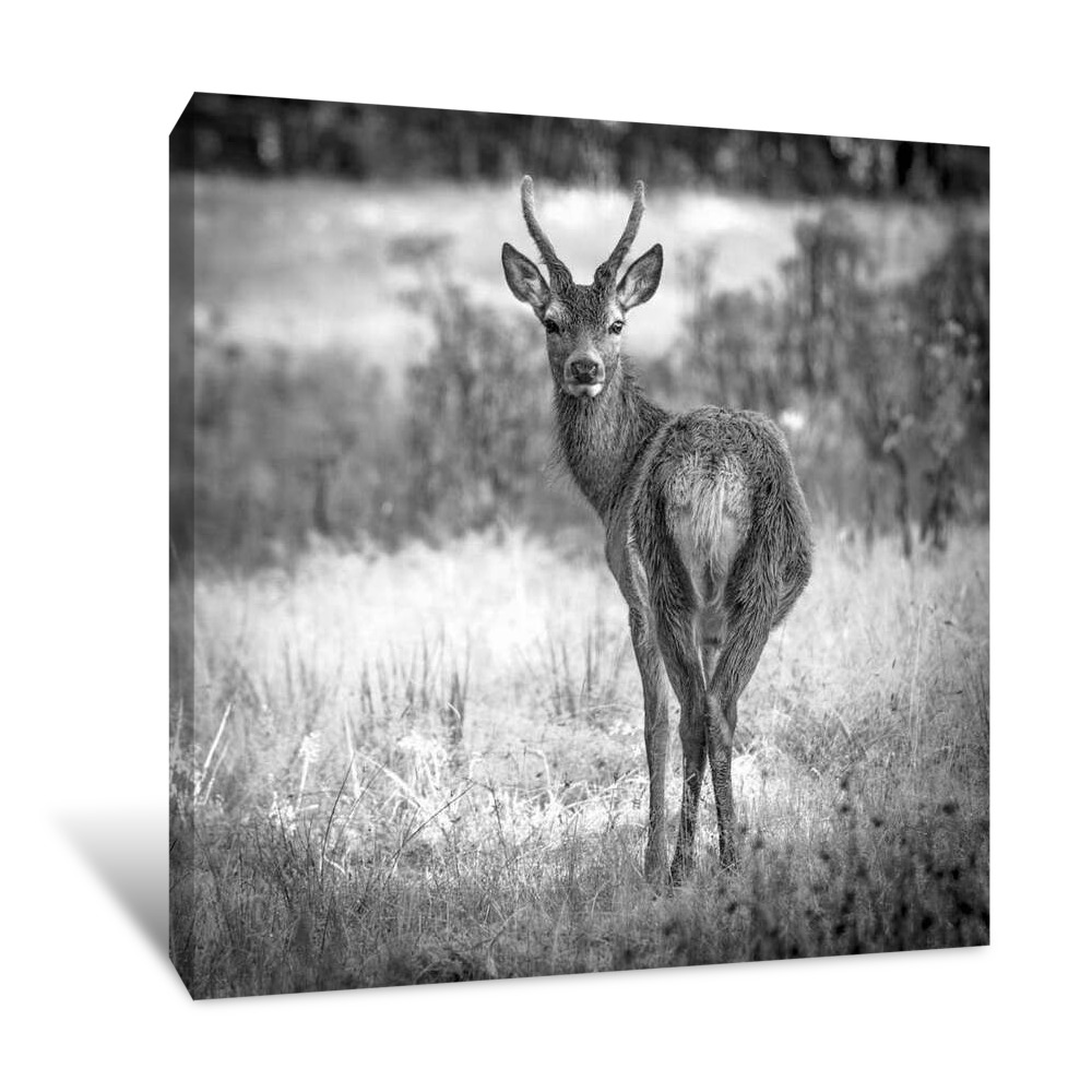 Who Goes There Canvas Wrap