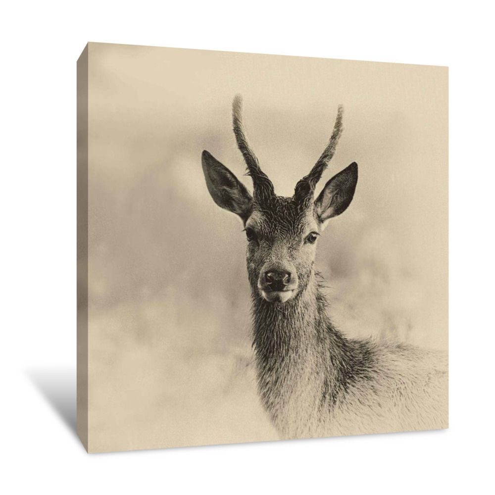 Young Buck Canvas Wrap
