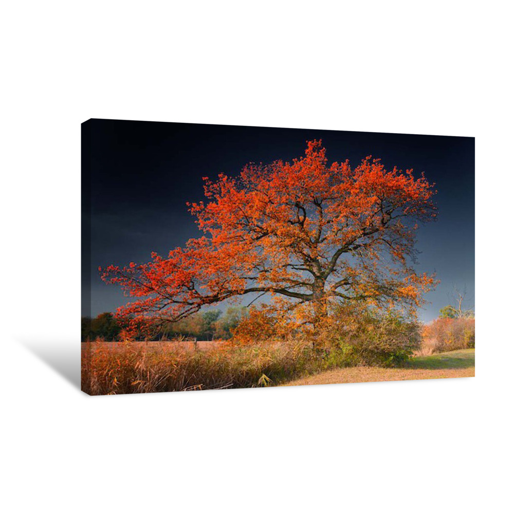 Melancholy Tree Canvas Wrap