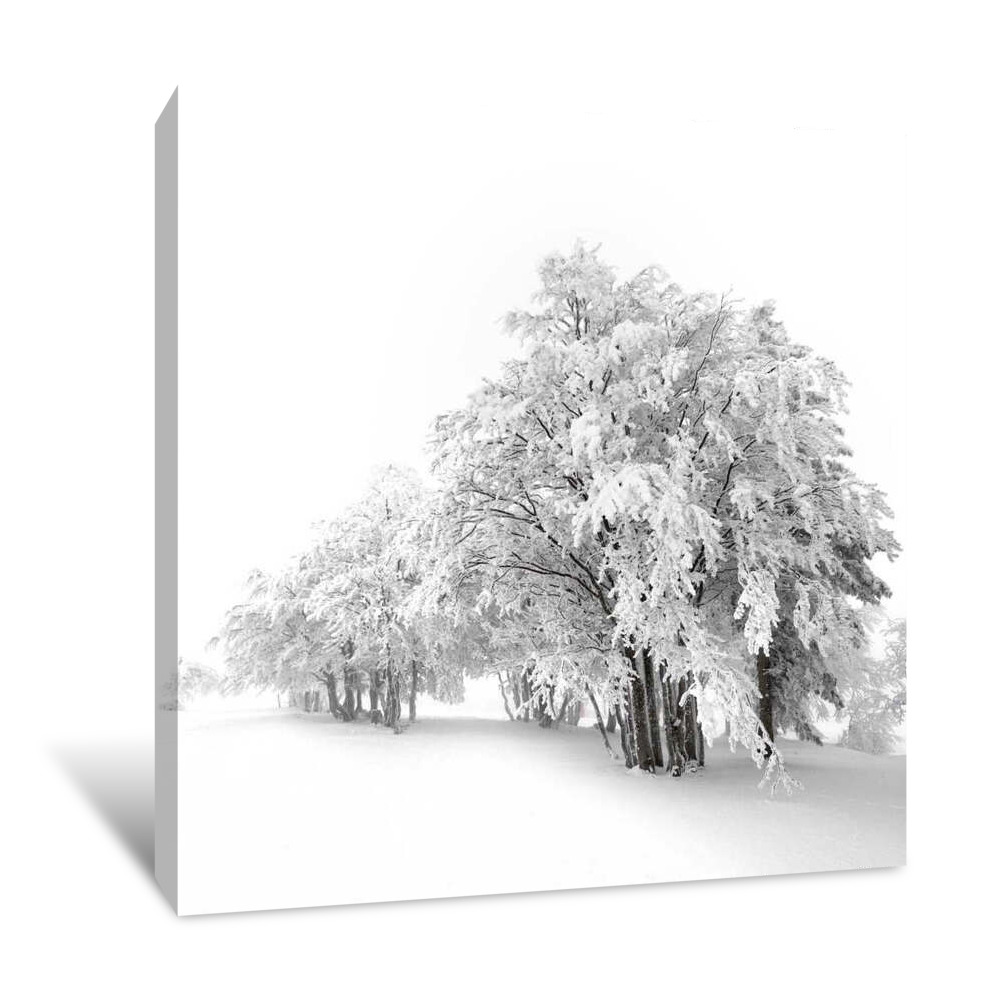 White Trees Canvas Wrap
