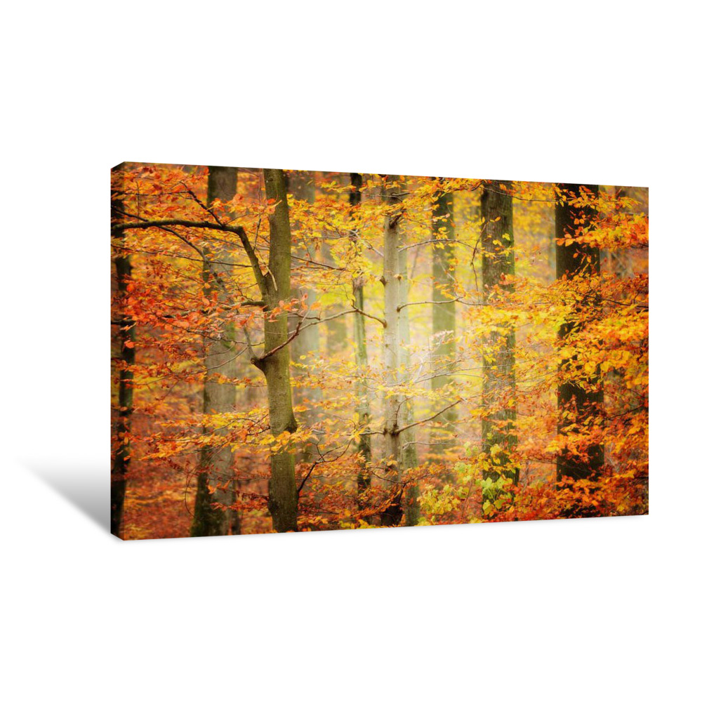 Spirit of the Forest Canvas Wrap