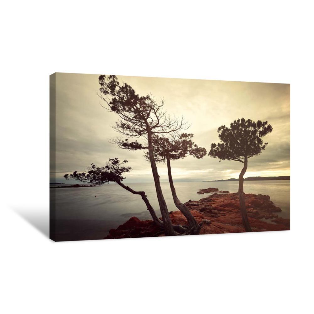 Palombaggia Trees Canvas Wrap