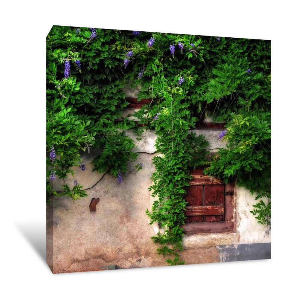 Glycine Parade Canvas Wrap