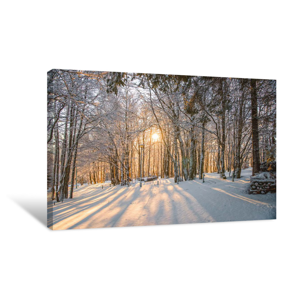 Light in the Snowy Forest Canvas Wrap