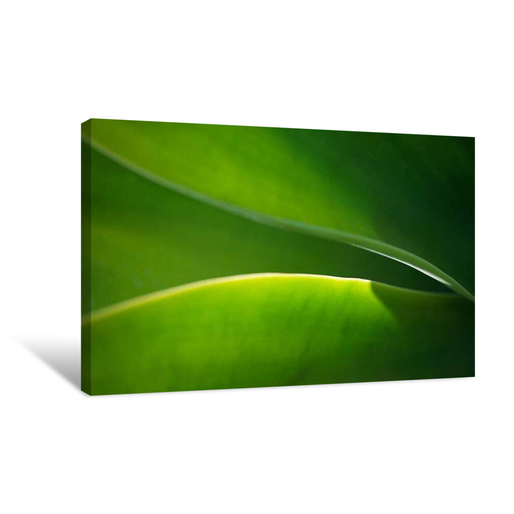 Humorous Green Canvas Wrap