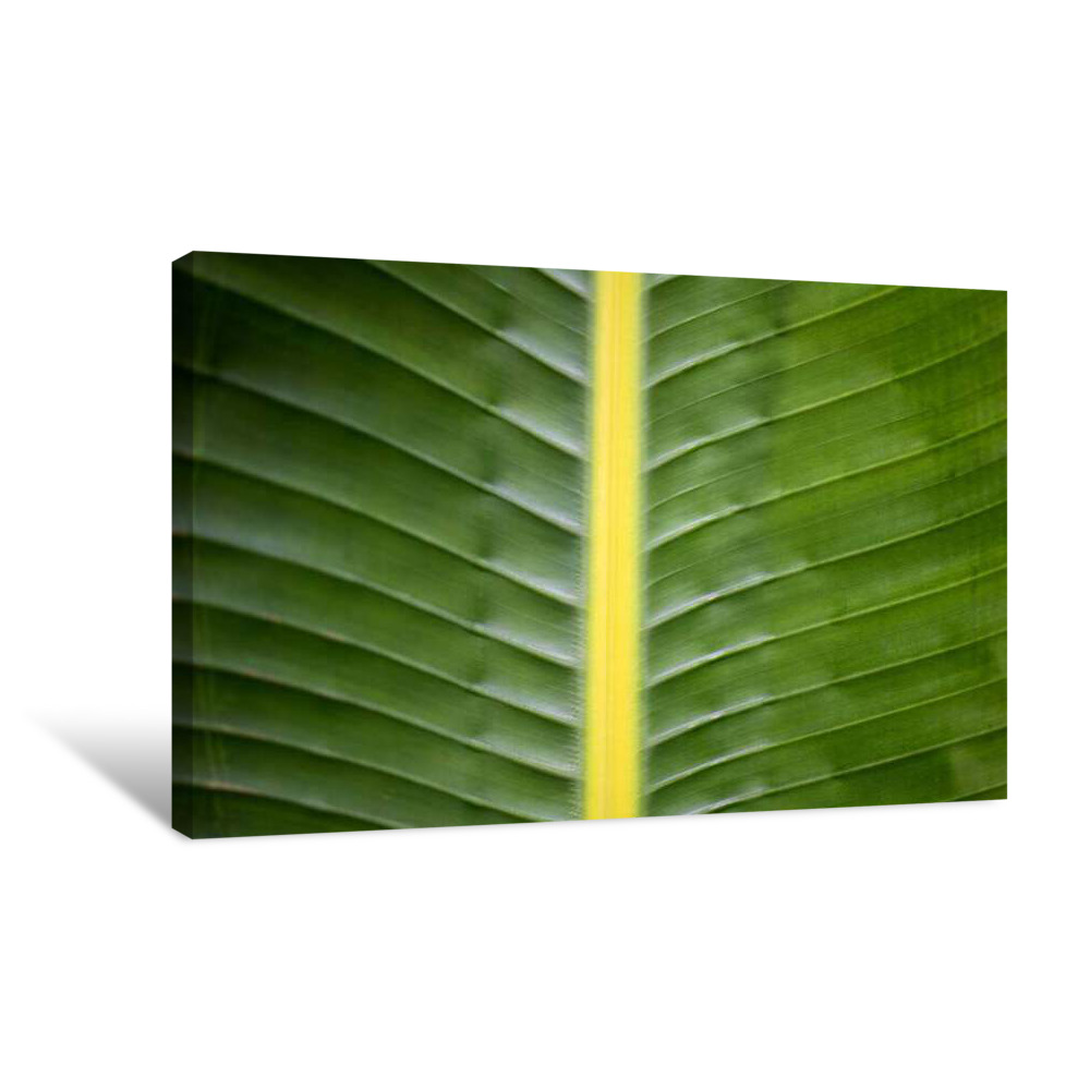 Talipot Palm Canvas Wrap