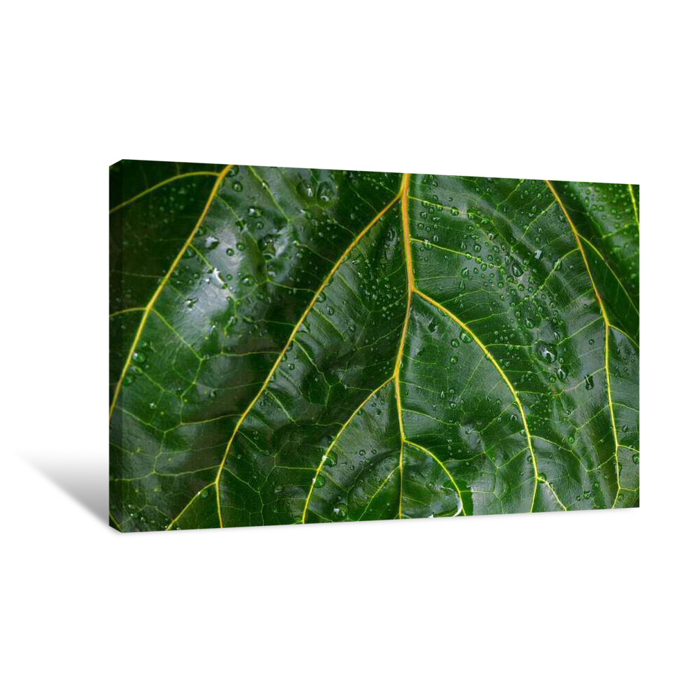 Romaine Canvas Wrap