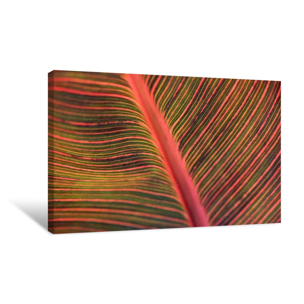 Antique Red Canvas Wrap