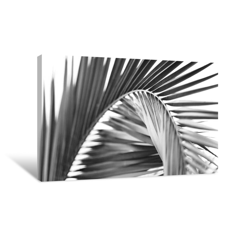 Amazon Palm Greyscale Canvas Wrap