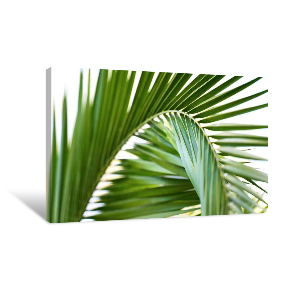 Amazon Palm Canvas Wrap