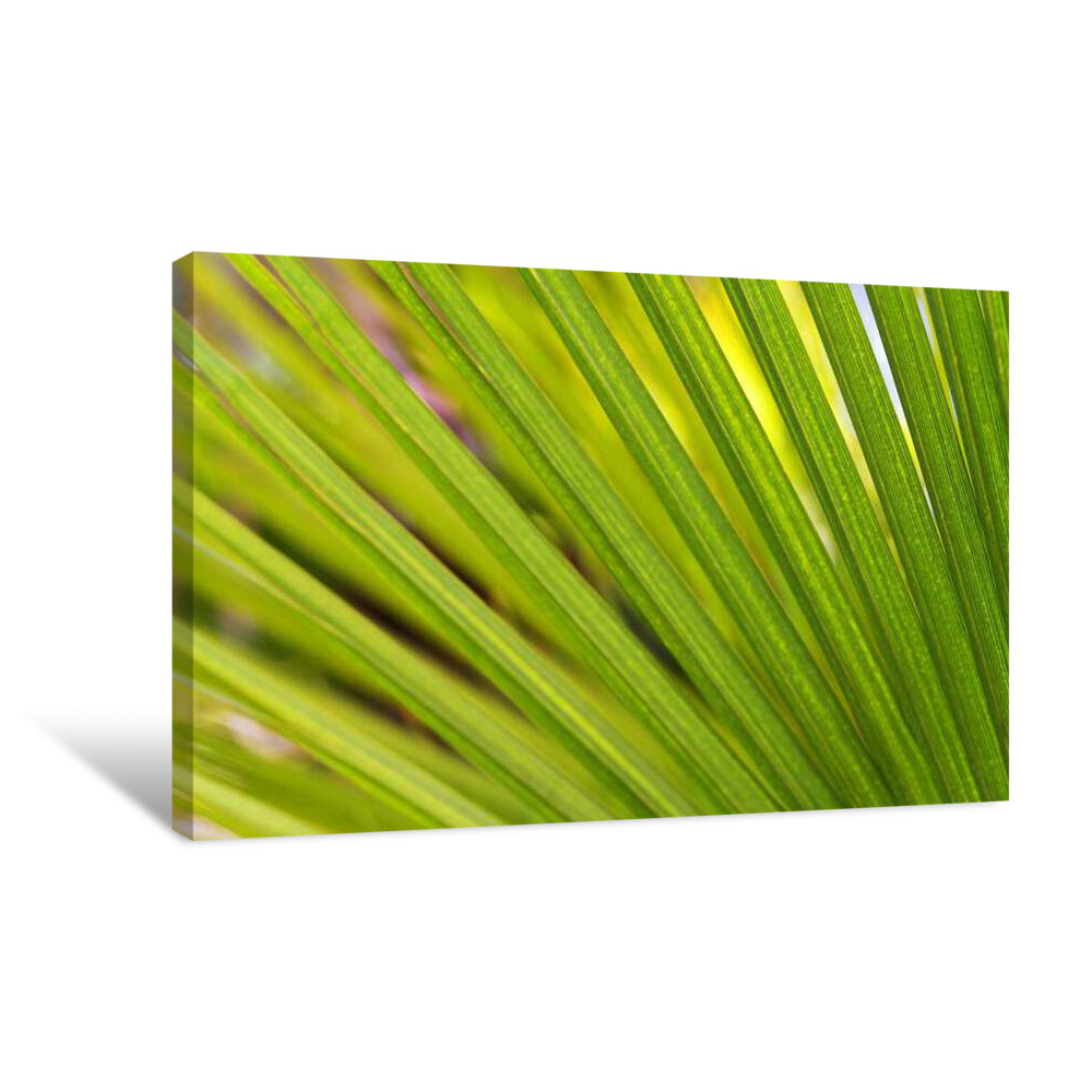 Light Spring Palm Canvas Wrap