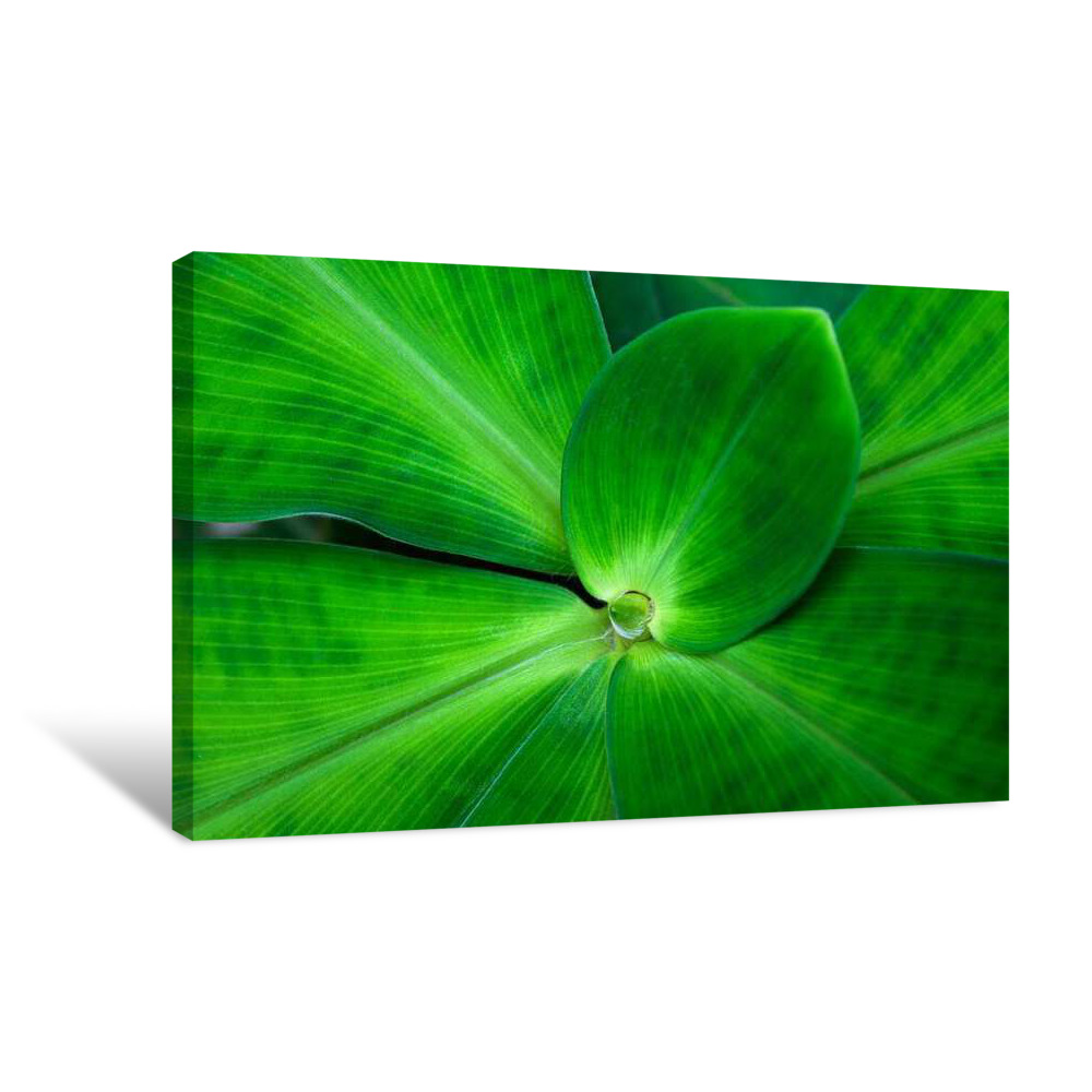 Natural Flora Canvas Wrap