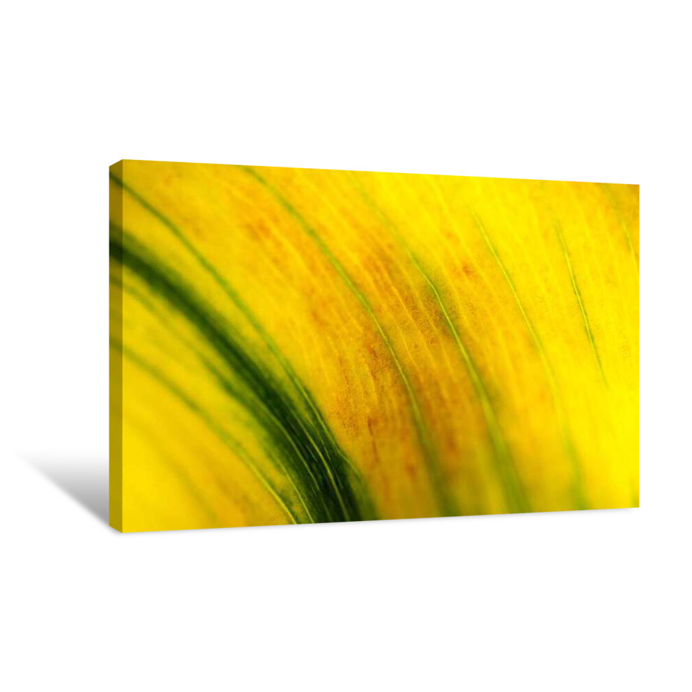 Yellow Grove Canvas Wrap