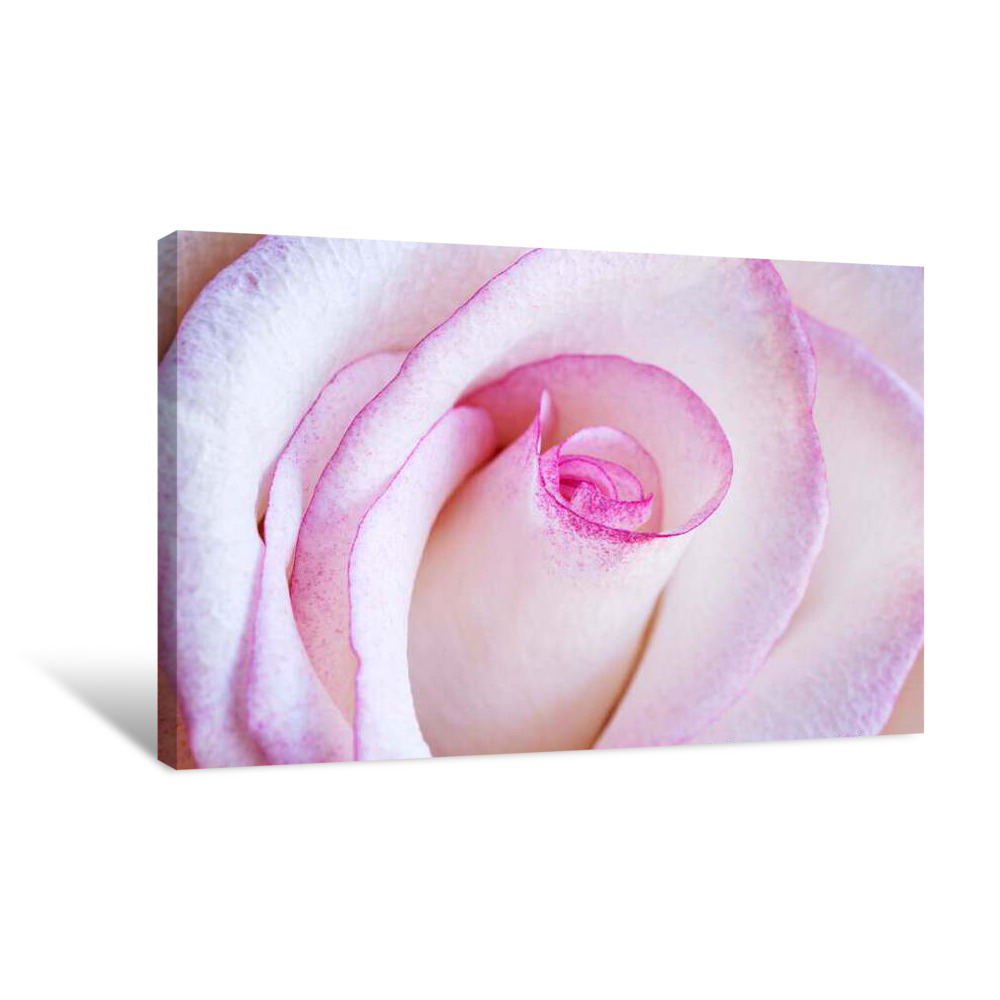 Panama Rose Canvas Wrap