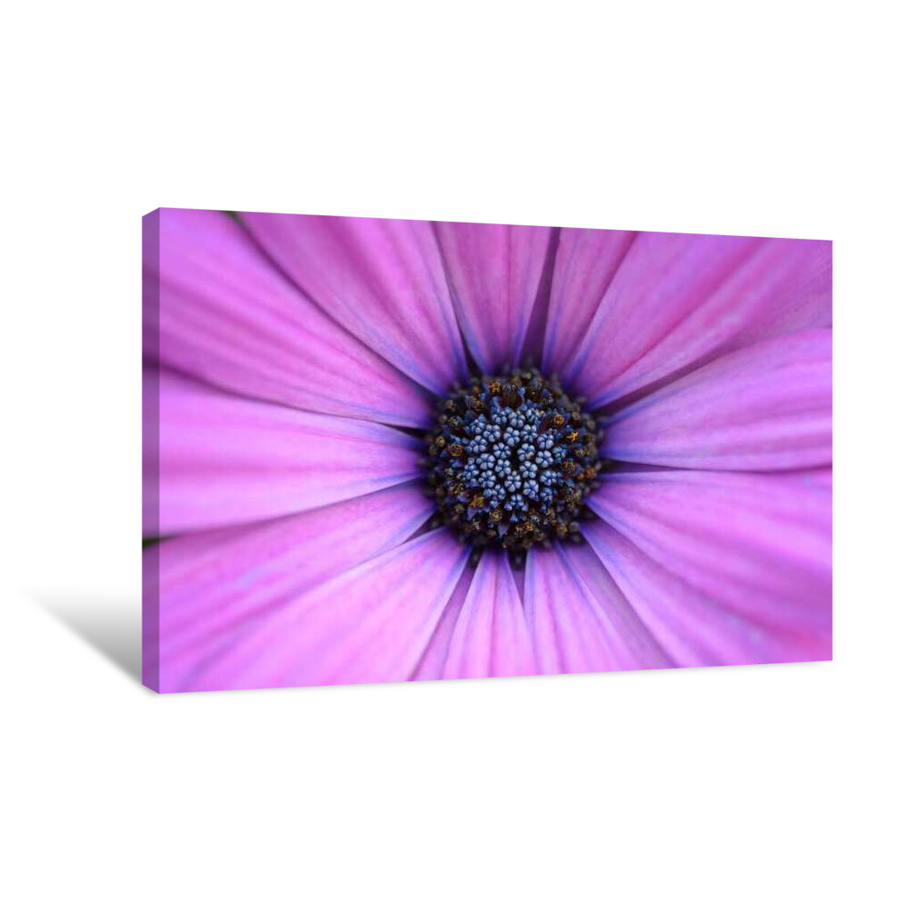 Hazy Lilac Canvas Wrap