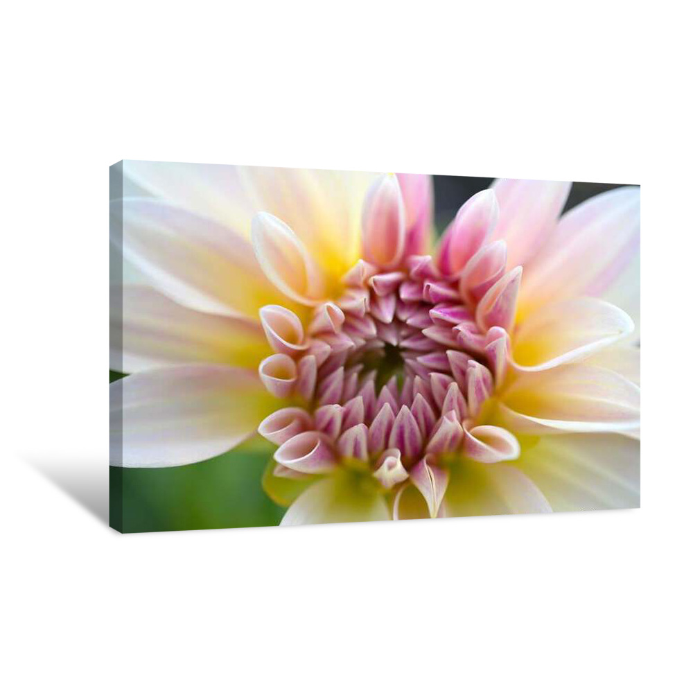 Optimistic Canvas Wrap