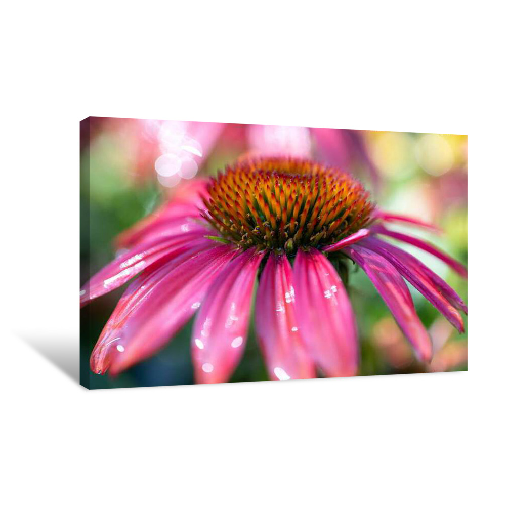 Wet Petals Canvas Wrap