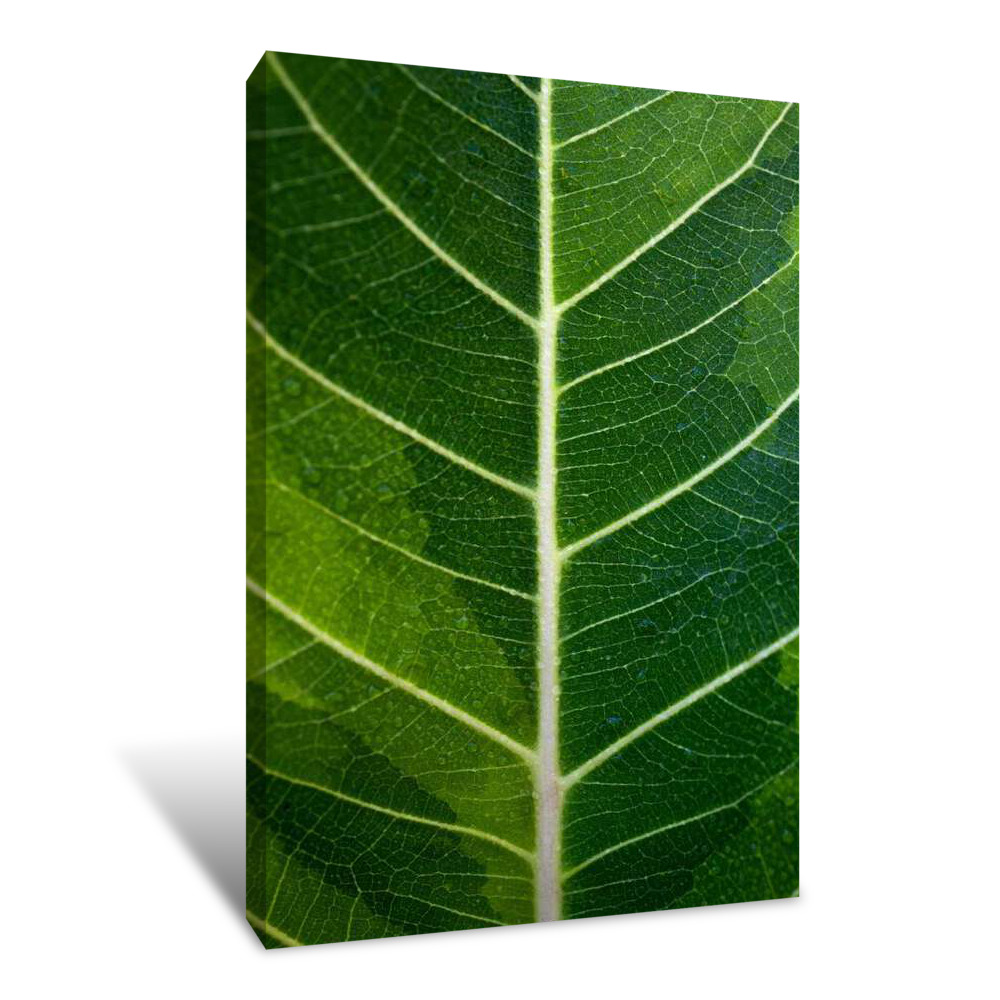 Green Life Canvas Wrap