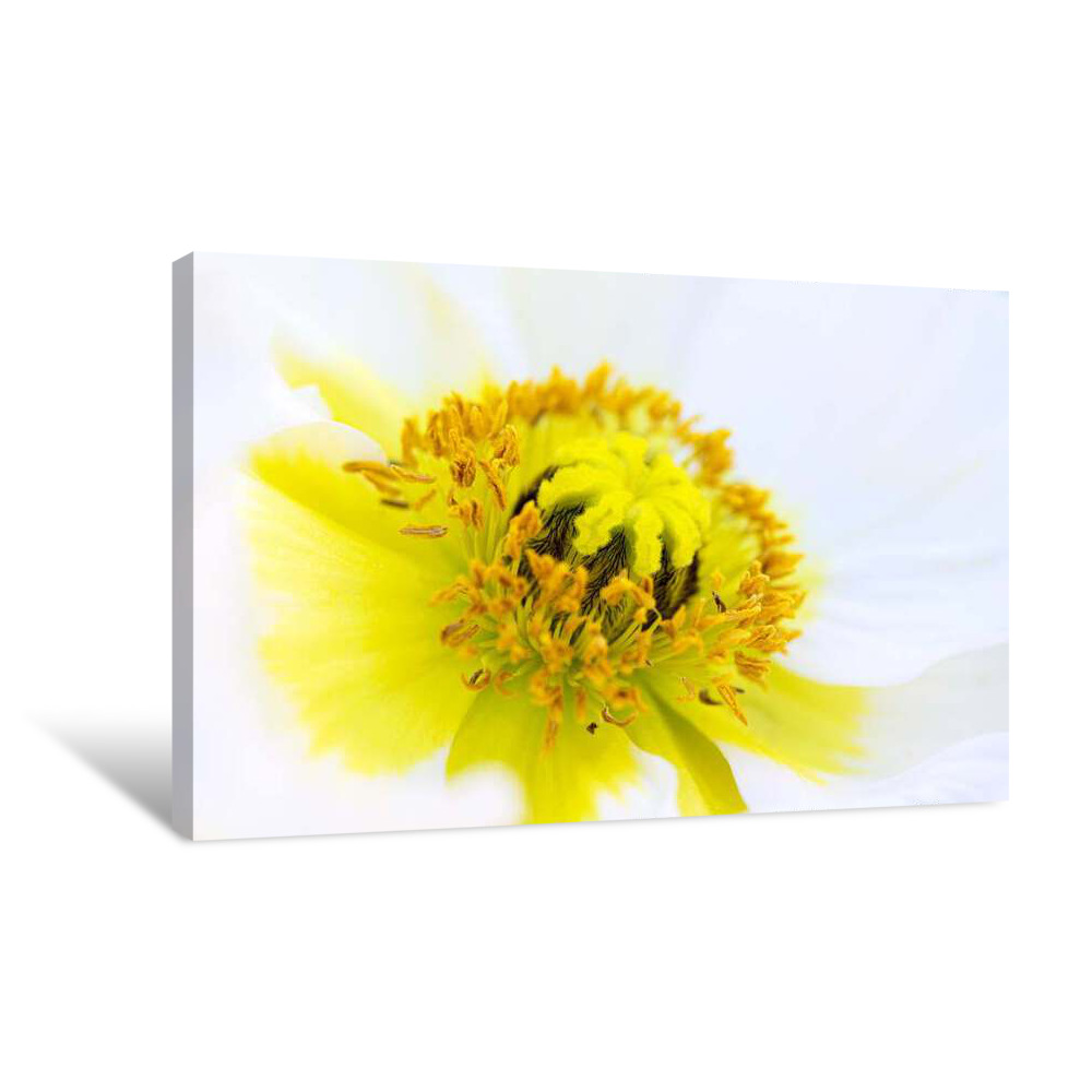 Bumble Bee Canvas Wrap