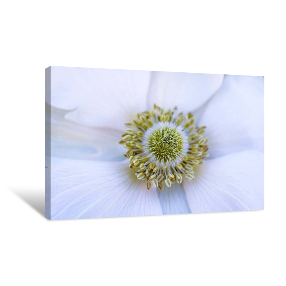 Evening White Canvas Wrap