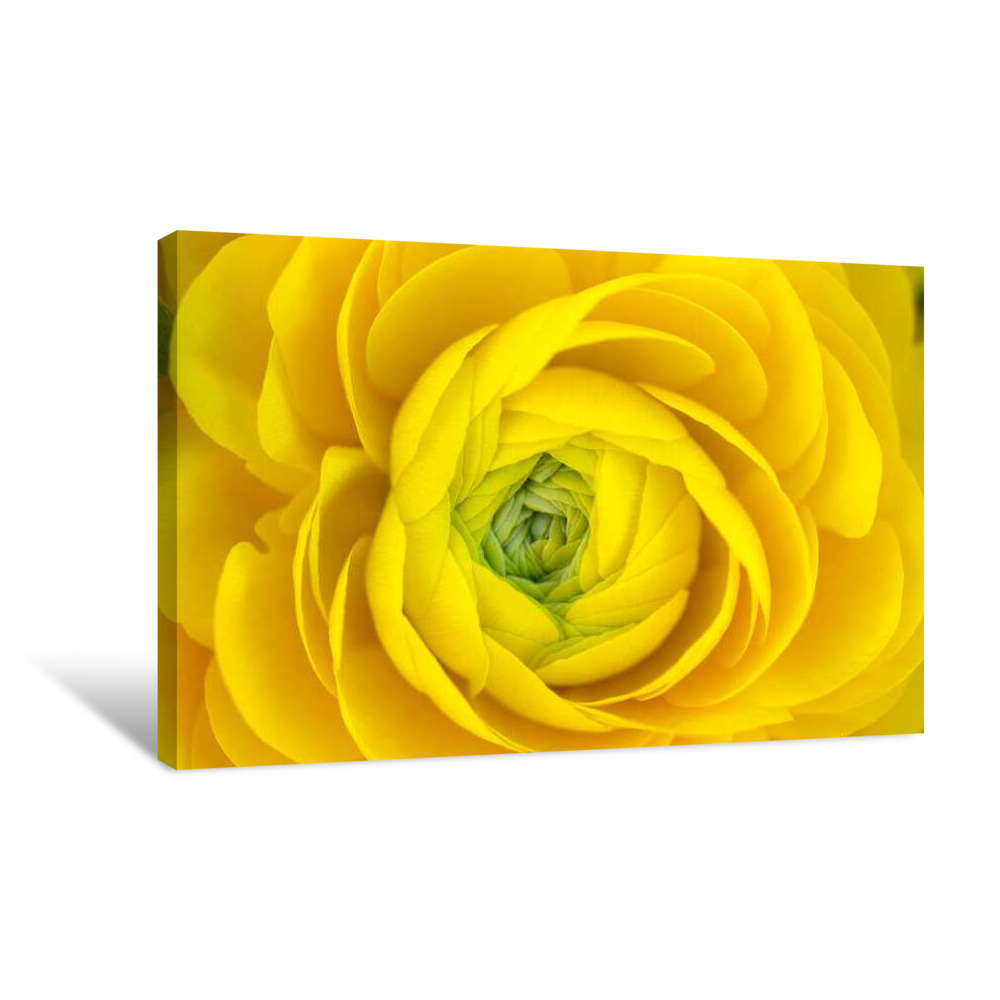 Yellow Swirl Canvas Wrap