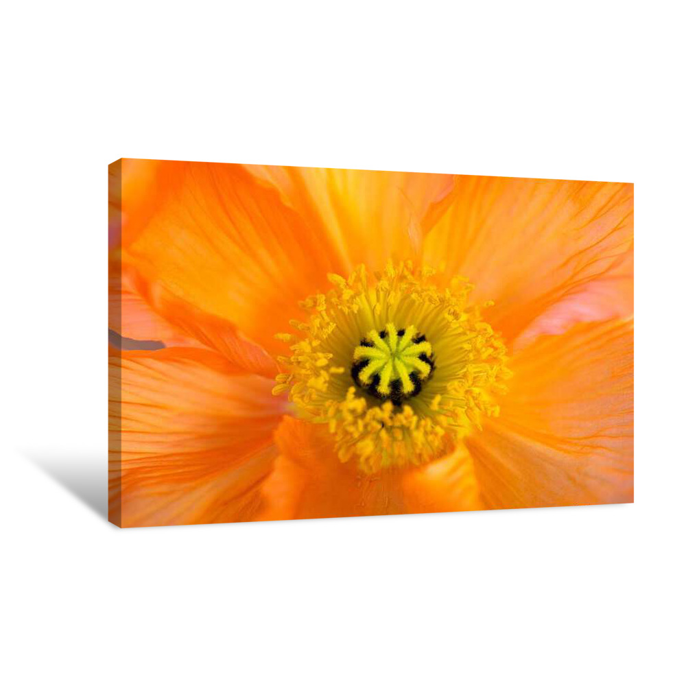 Sunset Bloom Canvas Wrap