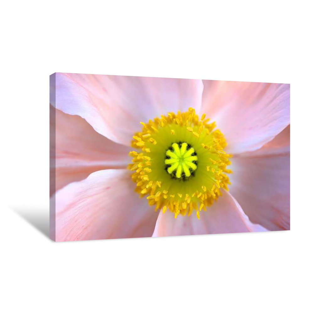 Proactive Canvas Wrap