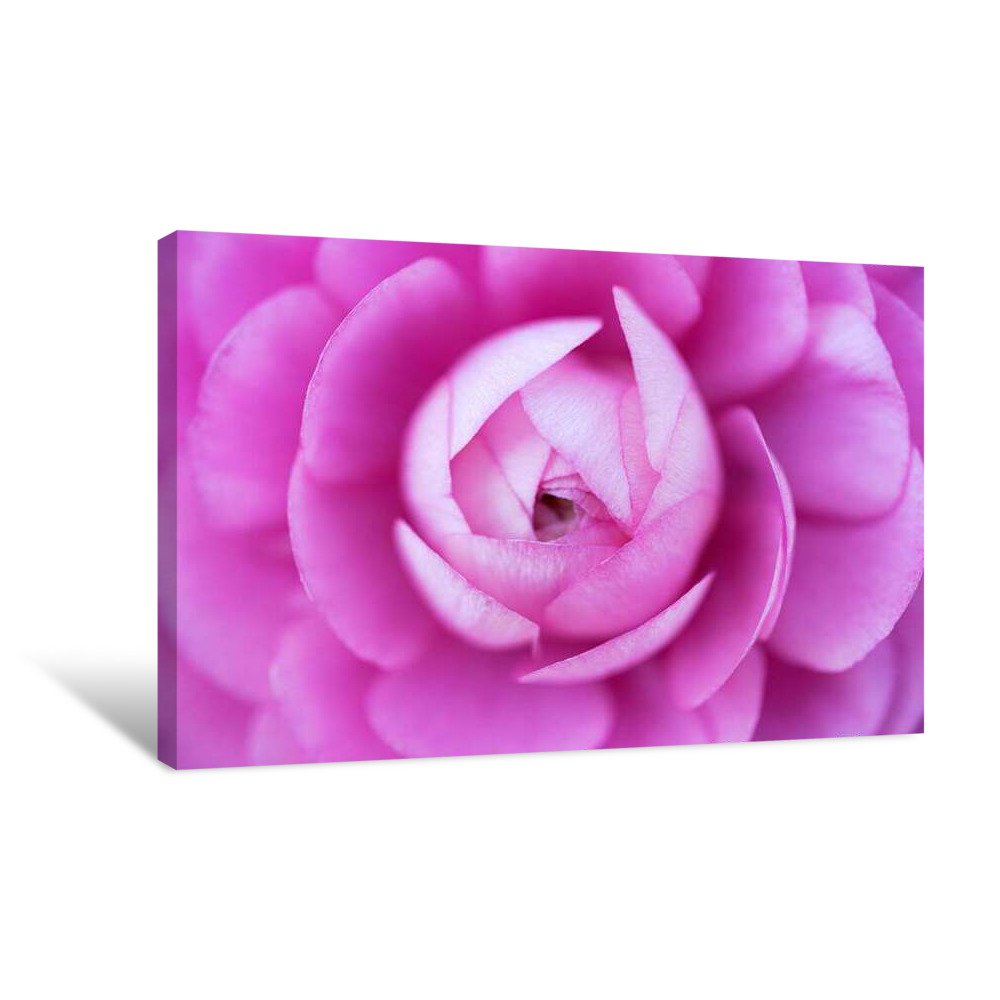 Pink Petal Twist Canvas Wrap
